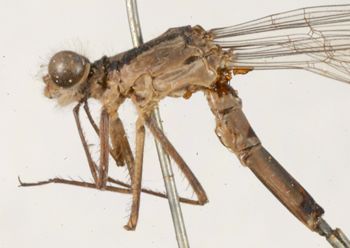 Media type: image; Entomology 12270   Aspect: habitus lateral view 3